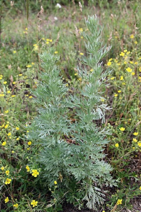 Wormwood - a raw material for the preparation of an effective antihelminthic agent