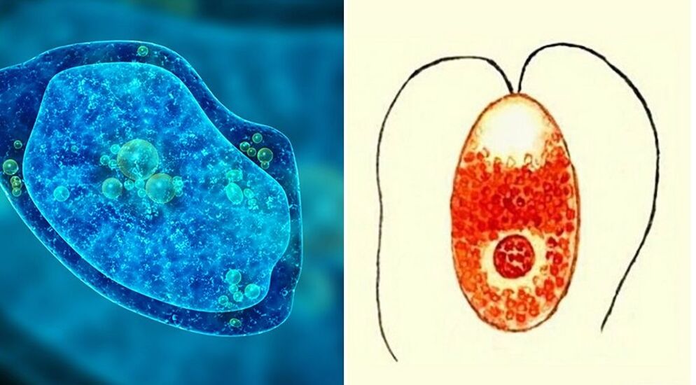 Protozoa parasites are dysenteric amoeba and malaria plasmodium
