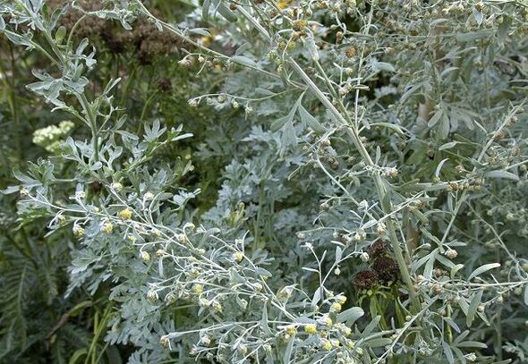 Wormwood effective against all kinds of parasites
