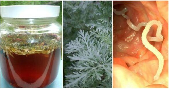 Decoction made on the basis of wormwood will help to destroy parasites