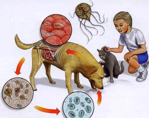 Symptoms of lambian infection