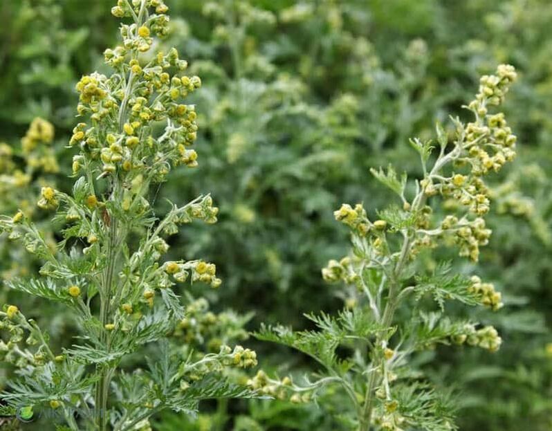 Bitter wormwood from parasite