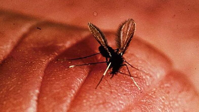 Leishmania