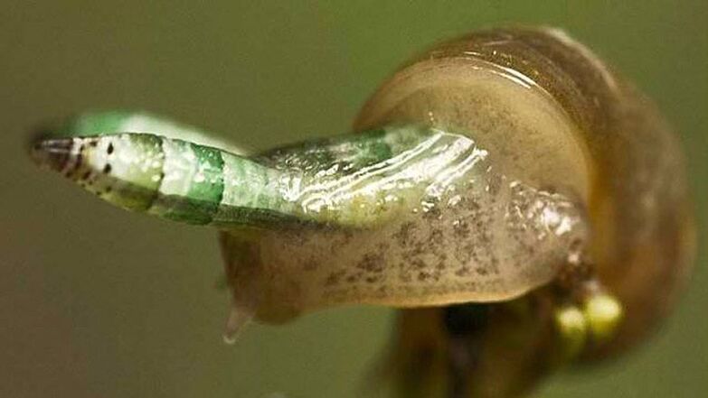 Leukochlorideia is paradoxical