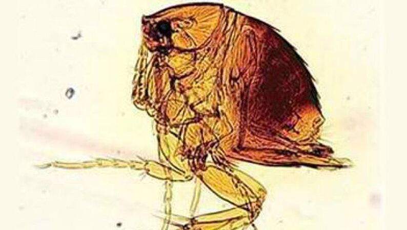 Sand flea