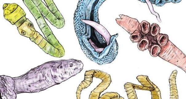 Parasites in the human body
