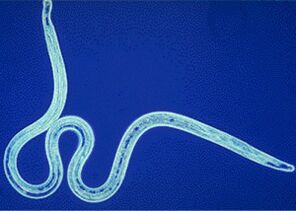 A parasite